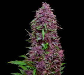 Purple Mazar Auto - Kalashnikov Seeds