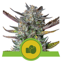 Purple Punch Automatic - Royal Queen Seeds