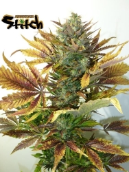 Purple Sirius Kush - Flash Seeds