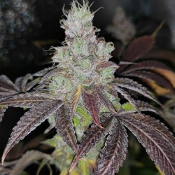 Sour Kuntz - Pheno Finder Seeds