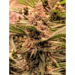 Strawberry Sunset - Holy Smoke Seeds