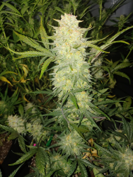 Critical Auto (Original) - FastBuds Seeds