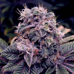 Blueberry Bud Reg. - Sagarmatha Seeds