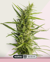 Northern Light - Kera Seeds