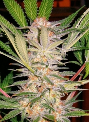 S.A.D. Sweet Afgani Delicious S1 - Sweet Seeds