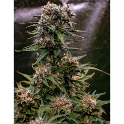 Saint Expeditus Autoflowering - Night Owl Seeds