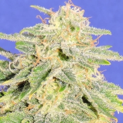 Auto Jack Herer - Original Sensible Seeds