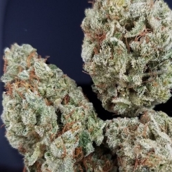 Gorilla Glue - Professor Trichome Seeds