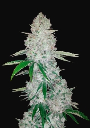 Gorilla Glue Auto - FastBuds Seeds