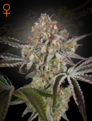 Great White Shark - GreenHouse Seeds