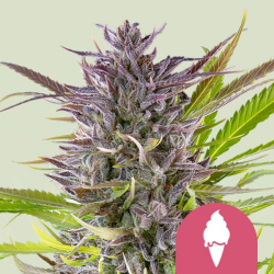 Green Gelato - Royal Queen Seeds