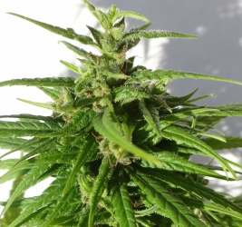 Green Haze regulär - Ace Seeds