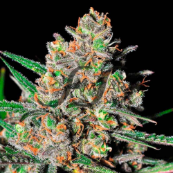 Green Love Potion - Samsara Seeds