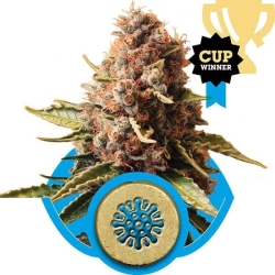 Euphoria CBD - Royal Queen Seeds