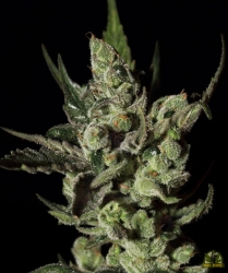 Exodus Cheese - Green House Seeds