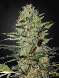 Exodus Cheese Auto - Green House Seeds