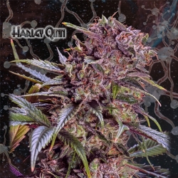 Harley Qinn - Geneseeds