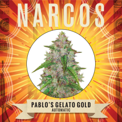 Pablo's Gelato Gold Auto - Narcos Seeds