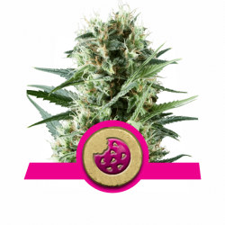 Royal Cookies - Royal Queen Seeds