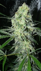 Sexbud - Female Seeds