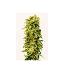 Sheer Blue Auto XXL - Sheer Seeds