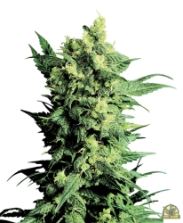 Shiva Shanti II Reg. - Sensi Seeds