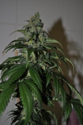 Silver Bullet - Sagarmatha Seeds