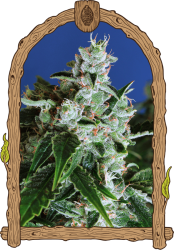 Sir Jack Auto - Exotic Seeds