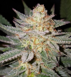 Sour Grape Reg. - Lineage Genetics