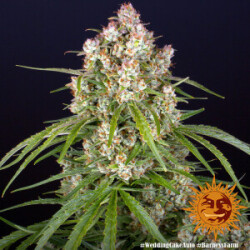 BF Wedding Cake Auto Fem. 3St.