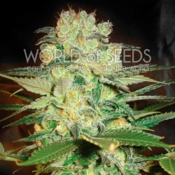 Afghan Kush x White Widow - World of Seeds