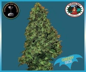 Cheesy Dick - Big Buddha Seeds