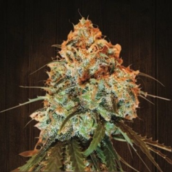 Golden Tiger - Ace Seeds