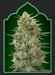 Gorilla Fast - 00 Seeds