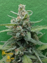 Soylent Green Auto - Breaking Buds Seeds