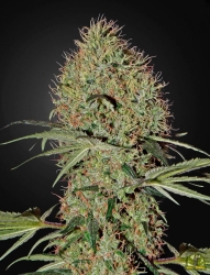 Super Bud Auto - Green House Seeds