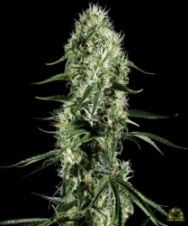 Super Silver Haze - Green House Seeds