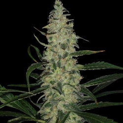 Super Skunk Reg. - Spliff Seeds