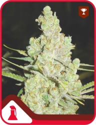 1024 - Medical Seeds