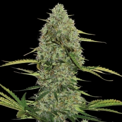 Mega Power Plant Auto - Spliff Seeds