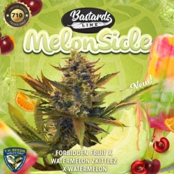 Melonsicle 710 Limited Pack - T. H. Seeds