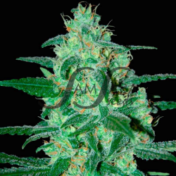 Thunder Bloody Mary Auto - Samsara Seeds