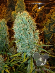 Big Bazooka von Anesia Seeds, extrem hoher THC-Gehalt