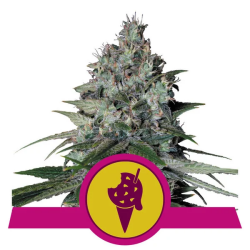 Cookies Gelato - Royal Queen Seeds