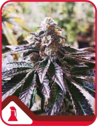 Cookies Purple Punch - Medical Seeds