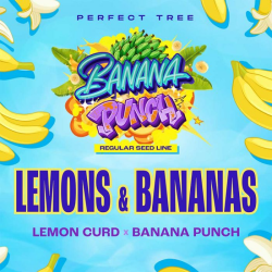 Lemons & Bananas regulär - Perfect Tree Seeds