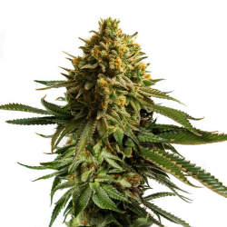 Wedding Cake - Royal Queen Seeds