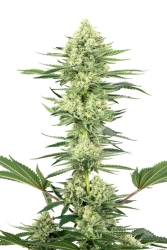 White Gorilla Haze - White Label Seeds