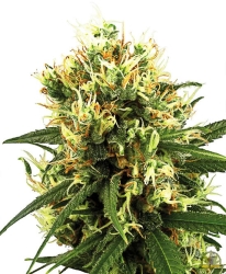 White Haze Automatic - White Label Seeds