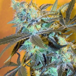 White Widow (Spliff Seeds) - Spliff Seeds